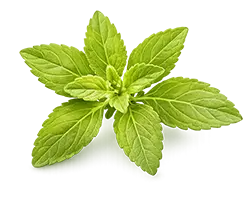 stevia